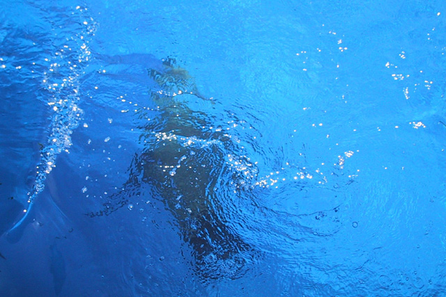 Sydney Aquarium Seals