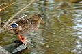 Duck