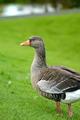 Goose