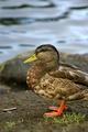 Duck 2