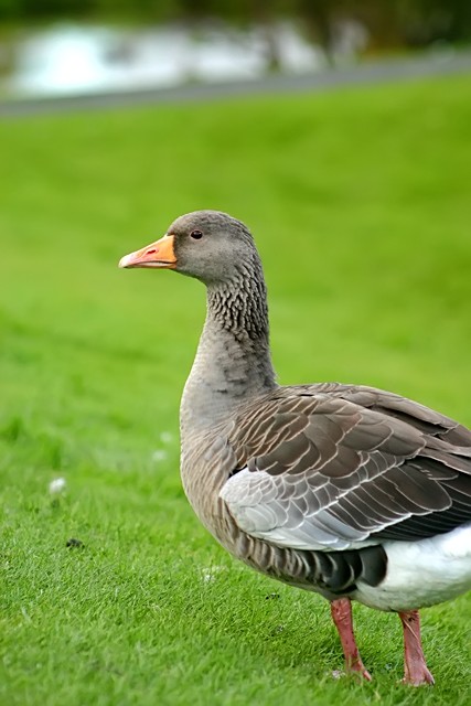 Goose