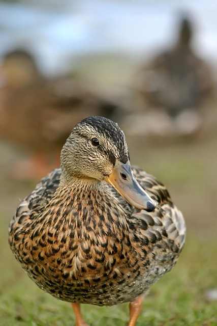 Duck 3