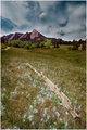 The Meadow