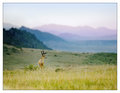 The Open Country