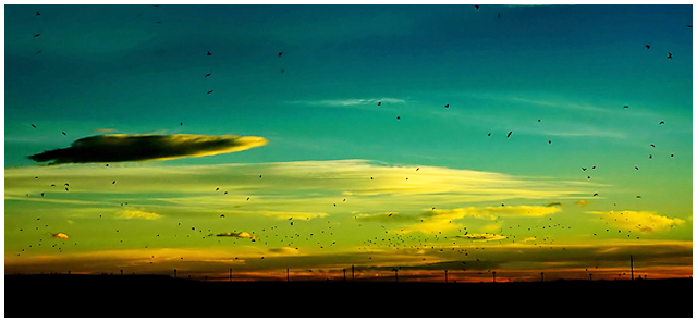 The Birds