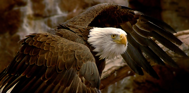 Eagle 2 of Triptych