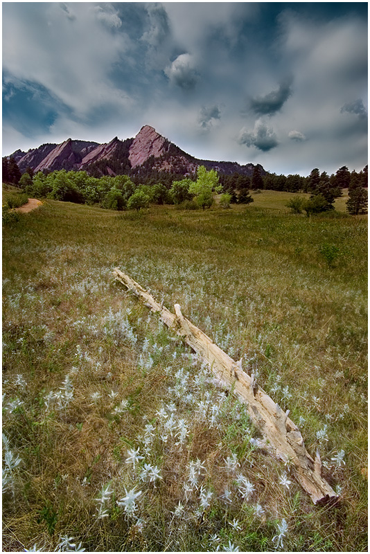 The Meadow
