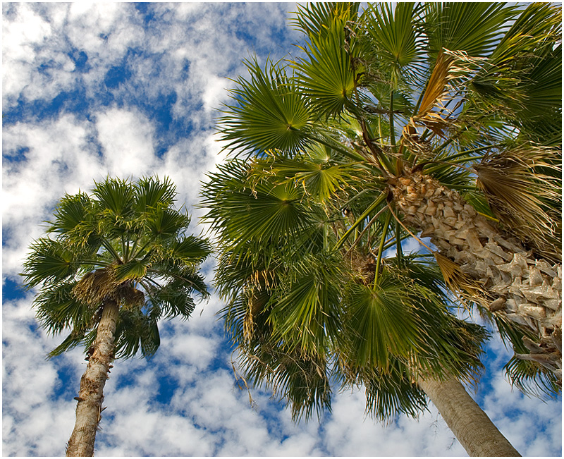 Tropical Perspective