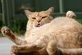 Sun baking