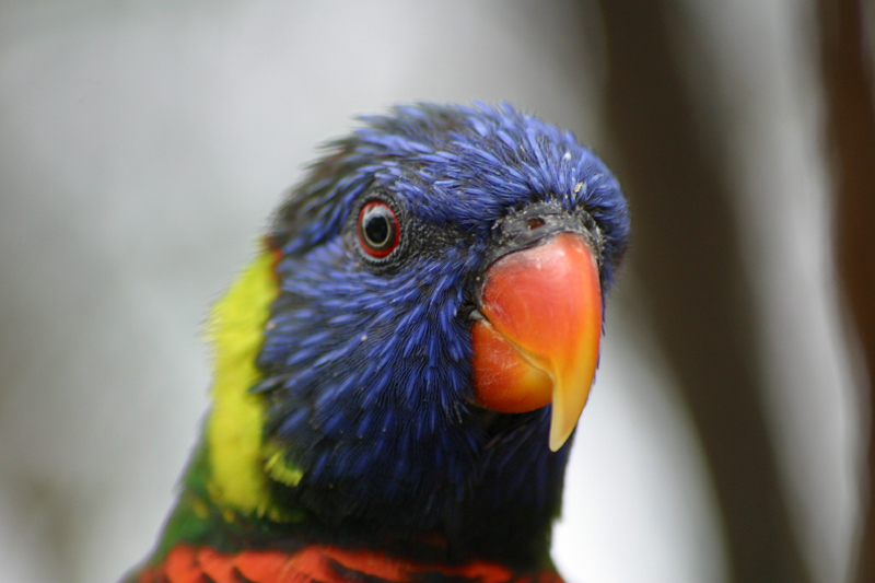 Watch the Birdie.jpg