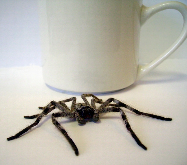 BIG huntsman.jpg