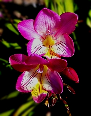pink and yellow flower.jpg