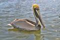 Vilano-Pelican.jpg