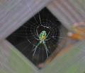 flourescent-spider.jpg