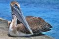 Jupiter-Pelican.jpg