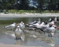 Terns & Gulls
