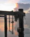 Seaweed on Dock Pole