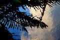 IMG_1183water-fern.jpg