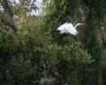 White Egret