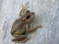 Marble-Frog.jpg