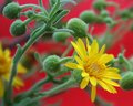 Wildflower