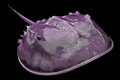 Space Crab