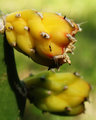 Prickly Pear Fruit