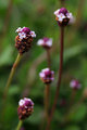 Weeds.jpg