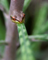Red Eye Morph