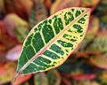 Leaf.jpg