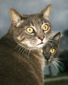 Day 26: Scaredy Cat