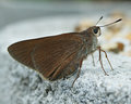 Skipper
