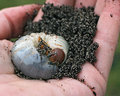 George Foreman Jr. (Strategus antaeus)