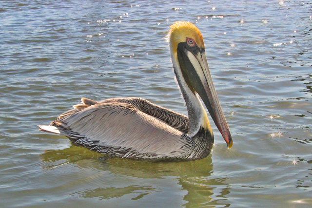 Vilano-Pelican.jpg
