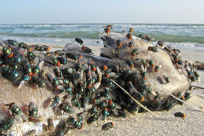 More-Flies3.jpg