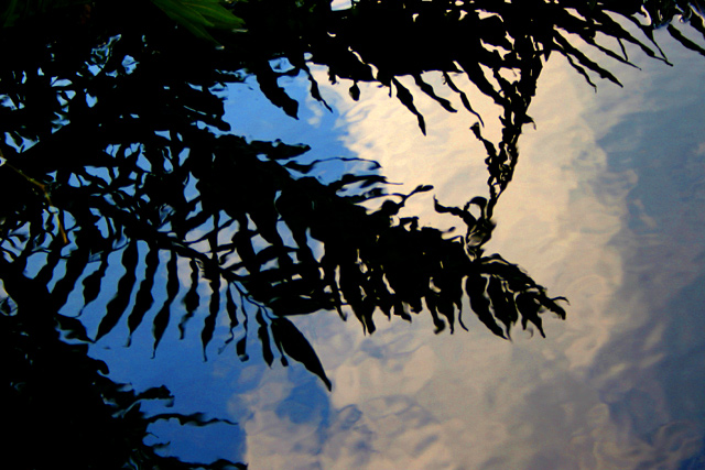 IMG_1183water-fern.jpg