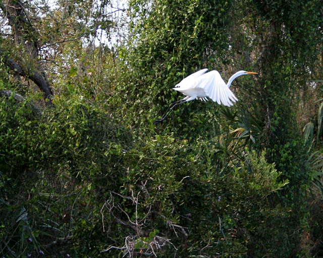 White Egret
