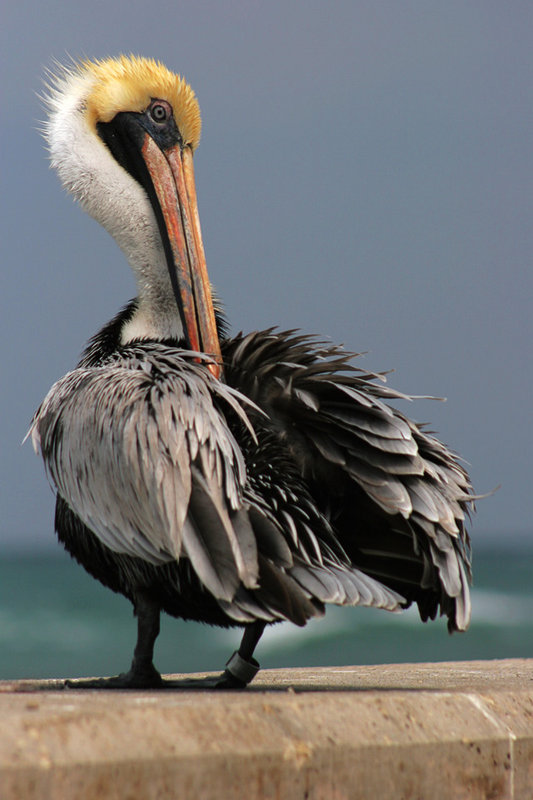 Jupiter-Pelican.jpg