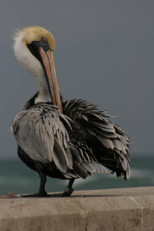 Jupiter-Pelican-Orig.jpg