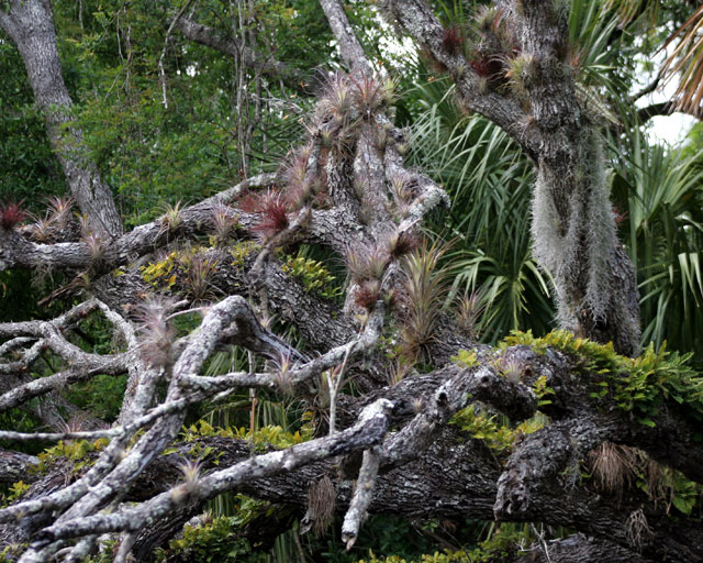 Epiphyte Orgy