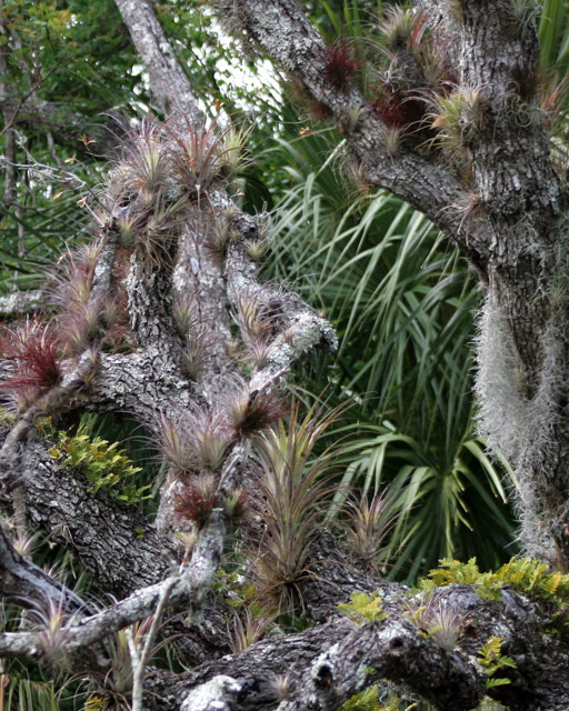 Epiphyte Orgy - Crop