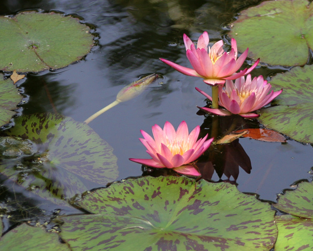 Lily Pads at McKee Botanical Garden