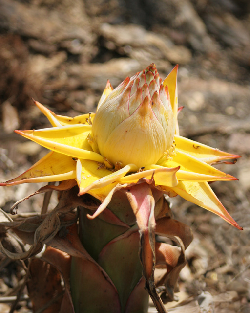 Golden Lotus at McKee Botanical Gardens