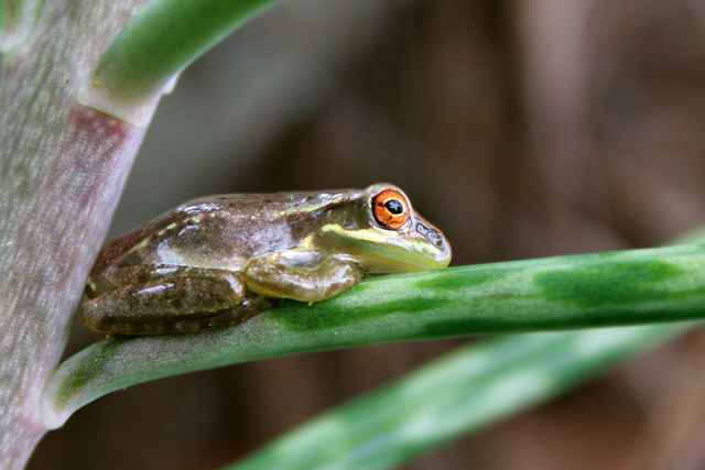 Red-Eye-2.jpg