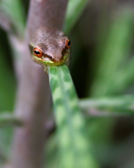 Red Eye Morph