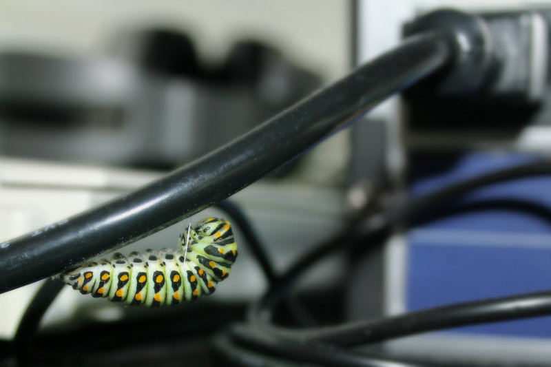 Day 22: Poly X Pre-pupation