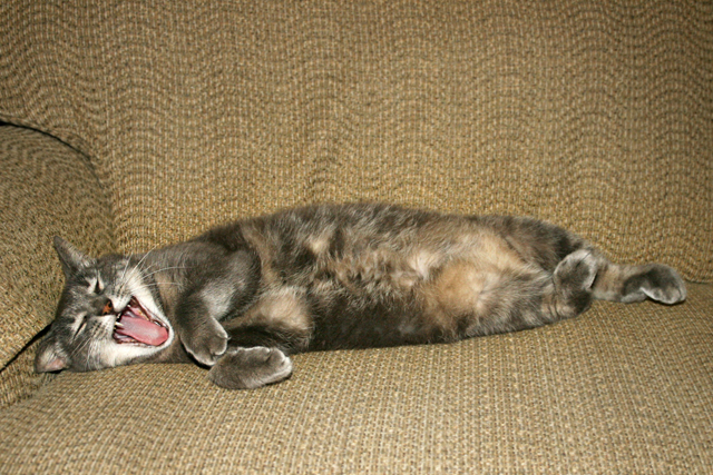 Day 25: Llami Yawn