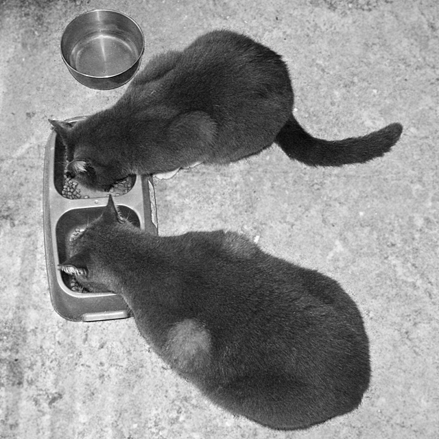 Day 28: Chow Time