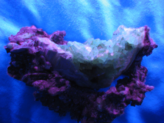 Black-Light-Clam.jpg
