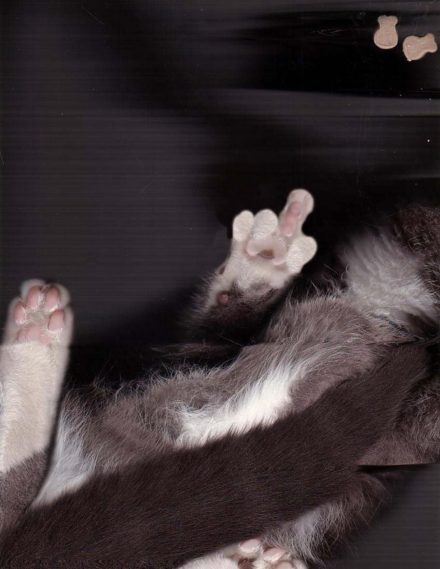 Cat Scan